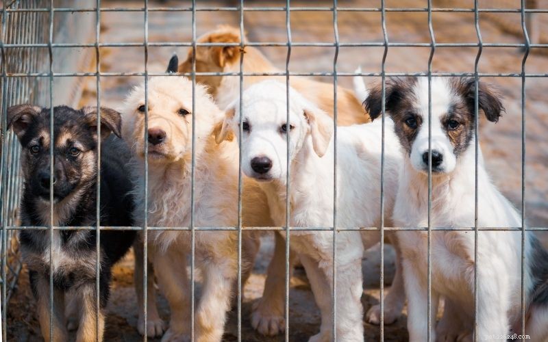 Guide to Adopting a Dog or Puppy: Steps, Tips & Benefits