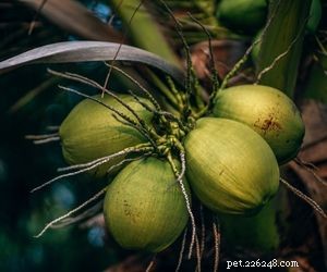 Can Dogs Safely Consume Coconut? A Comprehensive Guide