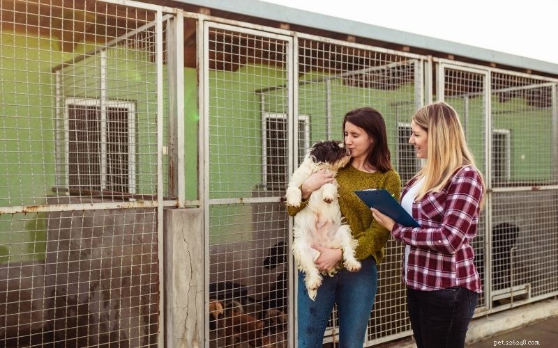 Guide to Adopting a Dog or Puppy: Steps, Tips & Benefits