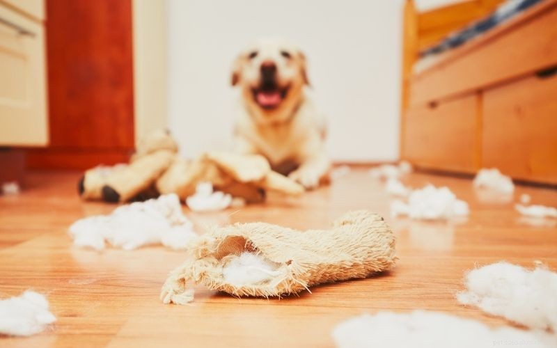 Guide to Adopting a Dog or Puppy: Steps, Tips & Benefits