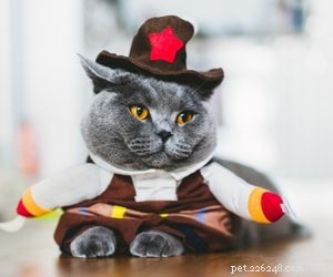 Choosing the Right Pet: A Comprehensive Guide to Popular Animal Types