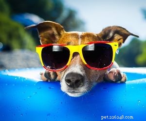 Choosing the Right Pet: A Comprehensive Guide to Popular Animal Types