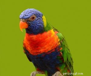 Choosing the Right Pet: A Comprehensive Guide to Popular Animal Types