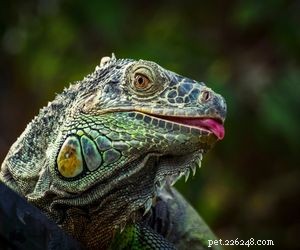 Choosing the Right Pet: A Comprehensive Guide to Popular Animal Types
