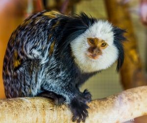 Choosing the Right Pet: A Comprehensive Guide to Popular Animal Types