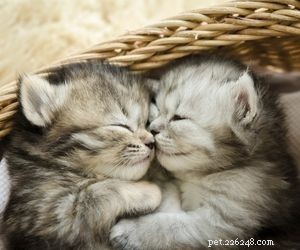 Choosing the Right Pet: A Comprehensive Guide to Popular Animal Types