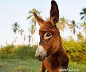 Choosing the Right Pet: A Comprehensive Guide to Popular Animal Types