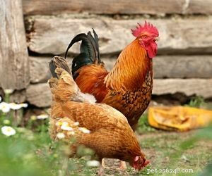 Choosing the Right Pet: A Comprehensive Guide to Popular Animal Types