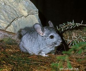Choosing the Right Pet: A Comprehensive Guide to Popular Animal Types