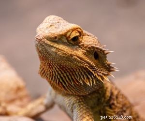 Choosing the Right Pet: A Comprehensive Guide to Popular Animal Types