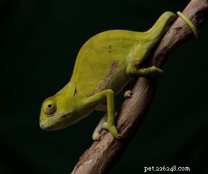 Choosing the Right Pet: A Comprehensive Guide to Popular Animal Types