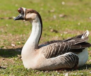 Choosing the Right Pet: A Comprehensive Guide to Popular Animal Types