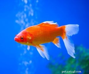 Choosing the Right Pet: A Comprehensive Guide to Popular Animal Types
