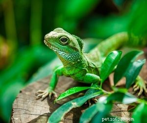Choosing the Right Pet: A Comprehensive Guide to Popular Animal Types