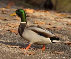 Choosing the Right Pet: A Comprehensive Guide to Popular Animal Types