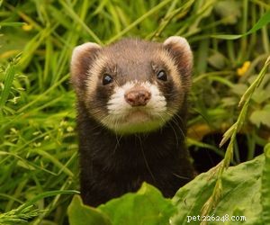 Choosing the Right Pet: A Comprehensive Guide to Popular Animal Types