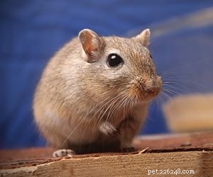 Choosing the Right Pet: A Comprehensive Guide to Popular Animal Types