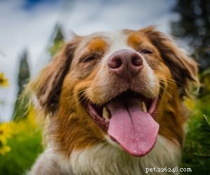 Choosing the Right Pet: A Comprehensive Guide to Popular Animal Types