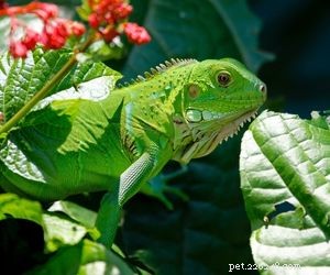 Choosing the Right Pet: A Comprehensive Guide to Popular Animal Types