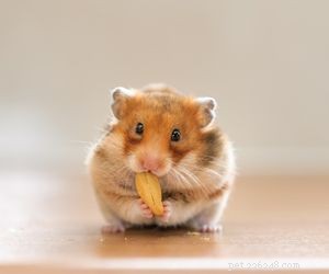 Choosing the Right Pet: A Comprehensive Guide to Popular Animal Types