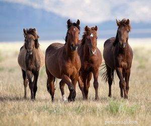 Choosing the Right Pet: A Comprehensive Guide to Popular Animal Types