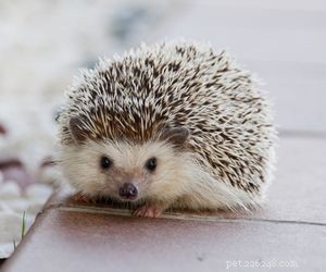 Choosing the Right Pet: A Comprehensive Guide to Popular Animal Types