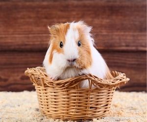 Choosing the Right Pet: A Comprehensive Guide to Popular Animal Types