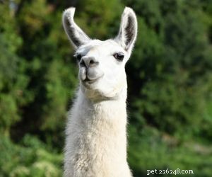 Choosing the Right Pet: A Comprehensive Guide to Popular Animal Types