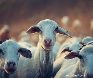 Choosing the Right Pet: A Comprehensive Guide to Popular Animal Types