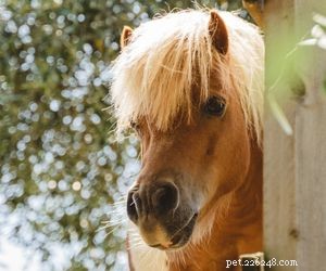 Choosing the Right Pet: A Comprehensive Guide to Popular Animal Types