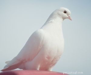 Choosing the Right Pet: A Comprehensive Guide to Popular Animal Types