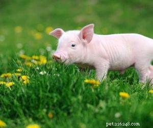 Choosing the Right Pet: A Comprehensive Guide to Popular Animal Types