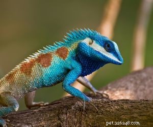 Choosing the Right Pet: A Comprehensive Guide to Popular Animal Types