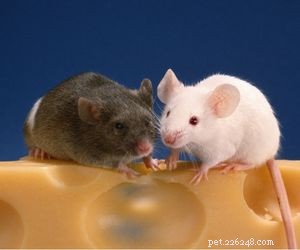 Choosing the Right Pet: A Comprehensive Guide to Popular Animal Types