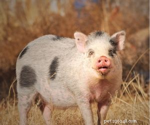 Choosing the Right Pet: A Comprehensive Guide to Popular Animal Types