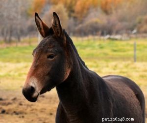 Choosing the Right Pet: A Comprehensive Guide to Popular Animal Types
