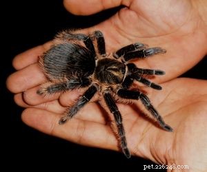 Choosing the Right Pet: A Comprehensive Guide to Popular Animal Types