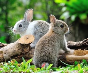 Choosing the Right Pet: A Comprehensive Guide to Popular Animal Types