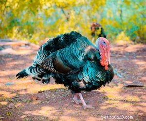 Choosing the Right Pet: A Comprehensive Guide to Popular Animal Types