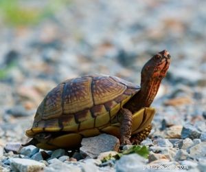 Choosing the Right Pet: A Comprehensive Guide to Popular Animal Types