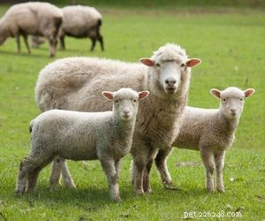 Choosing the Right Pet: A Comprehensive Guide to Popular Animal Types