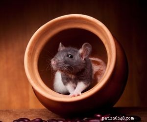 Choosing the Right Pet: A Comprehensive Guide to Popular Animal Types