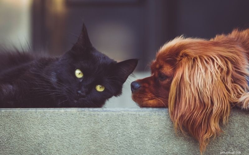 Choosing the Right Pet: A Comprehensive Guide to Popular Animal Types