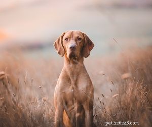 Top Dog Breeds Perfect for Air Travel