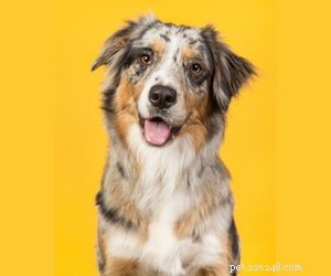 Top Dog Breeds Perfect for Air Travel