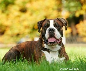 Top Dog Breeds Perfect for Air Travel