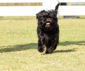 Top Dog Breeds Perfect for Air Travel