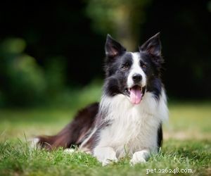 Top Dog Breeds Perfect for Air Travel
