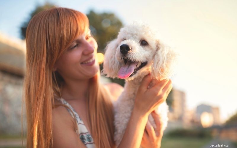Top Dog Breeds Perfect for Air Travel