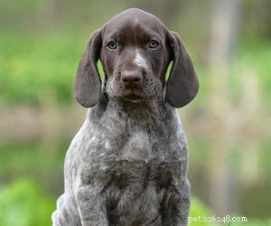 Top Dog Breeds Perfect for Air Travel